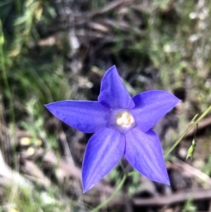 Wahlenbergia sp. at Bruce, ACT - 25 Oct 2021