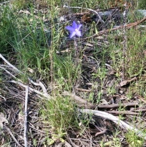 Wahlenbergia sp. at Bruce, ACT - 25 Oct 2021