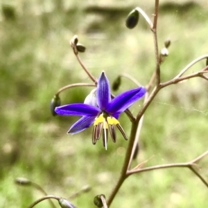 Dianella revoluta var. revoluta at Bruce, ACT - 21 Oct 2021