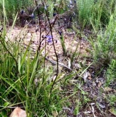 Dianella revoluta var. revoluta at Bruce, ACT - 21 Oct 2021 11:25 AM