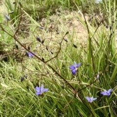 Dianella revoluta var. revoluta at Bruce, ACT - 21 Oct 2021