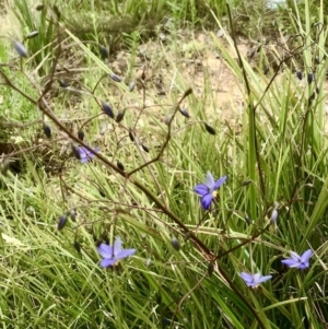 Dianella revoluta var. revoluta at Bruce, ACT - 21 Oct 2021