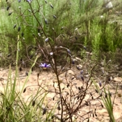 Dianella revoluta var. revoluta at Bruce, ACT - 21 Oct 2021