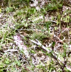 Silene gallica var. gallica at Bruce, ACT - 21 Oct 2021