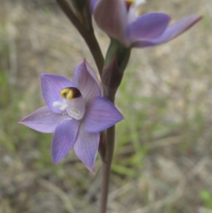 Thelymitra sp. (pauciflora complex) at Kambah, ACT - suppressed