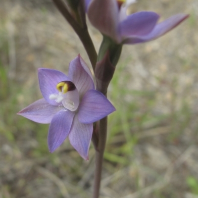 Thelymitra sp. (pauciflora complex) (Sun Orchid) at Kambah, ACT - 23 Oct 2021 by BarrieR