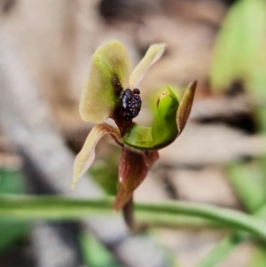 Chiloglottis trapeziformis at Acton, ACT - 25 Oct 2021