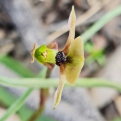 Chiloglottis trapeziformis at Acton, ACT - 25 Oct 2021