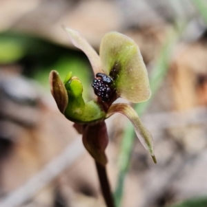 Chiloglottis trapeziformis at Acton, ACT - 25 Oct 2021