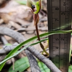 Chiloglottis trapeziformis at Acton, ACT - suppressed