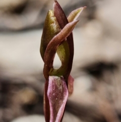 Chiloglottis trapeziformis at Acton, ACT - 25 Oct 2021