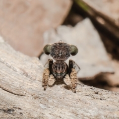 Maratus vespertilio (Bat-like peacock spider) at Forde, ACT - 25 Oct 2021 by Roger