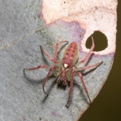 Araneus talipedatus (Slender green orb-weaver) at Forde, ACT - 25 Oct 2021 by Roger
