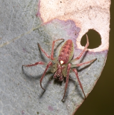 Araneus talipedatus (Slender green orb-weaver) at Mulligans Flat - 24 Oct 2021 by Roger