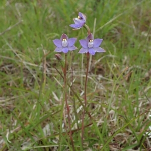 Thelymitra pauciflora at Cook, ACT - suppressed