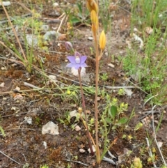 Thelymitra pauciflora at Cook, ACT - suppressed