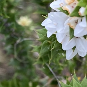 Epacris breviflora at Cotter River, ACT - 22 Oct 2021 03:20 PM