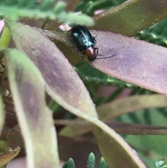 Adoxia benallae (Leaf beetle) at Garran, ACT - 23 Oct 2021 by Tapirlord