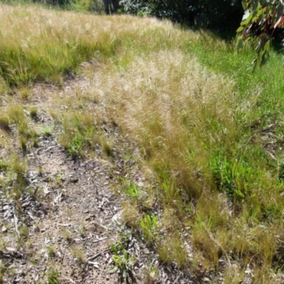 Austrostipa scabra subsp. falcata (Rough Spear-grass) at Queanbeyan West, NSW - 25 Oct 2021 by Paul4K