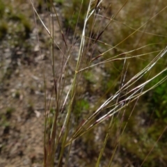 Austrostipa scabra subsp. falcata at Queanbeyan West, NSW - 25 Oct 2021