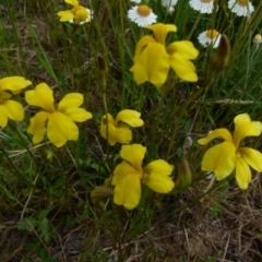 Goodenia pinnatifida (Scrambled Eggs) at Bicentennial Park - 25 Oct 2021 by Paul4K