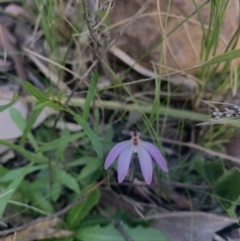 Caladenia sp. (A Caladenia) at Molonglo Valley, ACT - 15 Sep 2021 by DGilbert