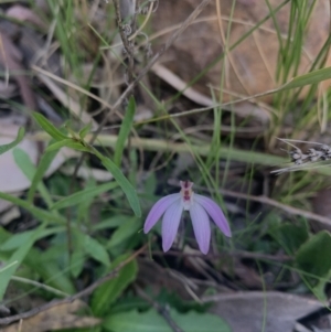 Caladenia sp. at Molonglo Valley, ACT - suppressed