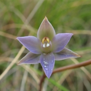 Thelymitra brevifolia at Cook, ACT - suppressed