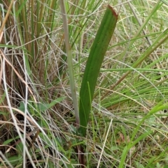 Thelymitra brevifolia at Cook, ACT - suppressed