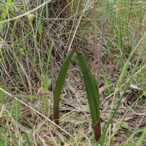 Thelymitra brevifolia at Cook, ACT - suppressed