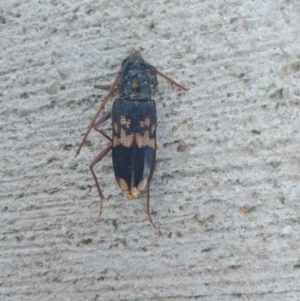 Phoracantha semipunctata at Holder, ACT - 25 Oct 2021