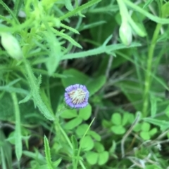 Vittadinia muelleri (Narrow-leafed New Holland Daisy) at Rendezvous Creek, ACT - 23 Oct 2021 by Tapirlord