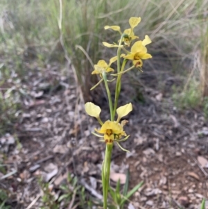 Diuris nigromontana at Acton, ACT - suppressed