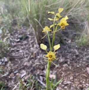 Diuris nigromontana at Acton, ACT - suppressed