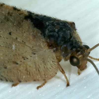 Drepanacra binocula (Notched brown lacewing) at Ainslie, ACT - 20 Oct 2021 by jb2602