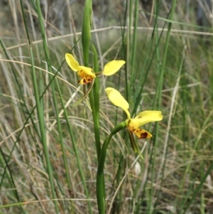 Diuris sulphurea at Cook, ACT - suppressed