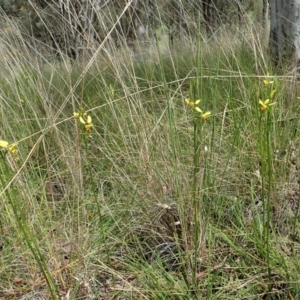 Diuris sulphurea at Cook, ACT - suppressed