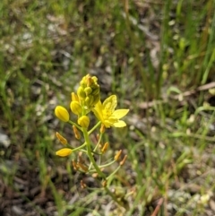 Bulbine bulbosa (Golden Lily) at Ettamogah, NSW - 24 Oct 2021 by ChrisAllen