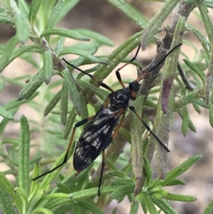 Gynoplistia sp. (genus) at Rendezvous Creek, ACT - 24 Oct 2021