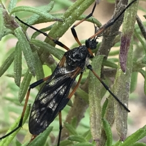 Gynoplistia sp. (genus) at Rendezvous Creek, ACT - 24 Oct 2021