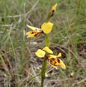 Diuris sulphurea at Cook, ACT - suppressed