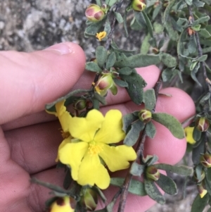 Hibbertia obtusifolia at Rendezvous Creek, ACT - 24 Oct 2021 09:26 AM