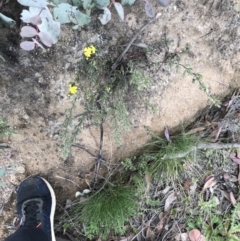 Hibbertia obtusifolia at Rendezvous Creek, ACT - 24 Oct 2021 09:26 AM