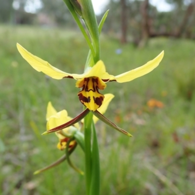 Diuris sulphurea (Tiger Orchid) at Cook, ACT - 23 Oct 2021 by CathB