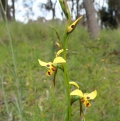 Diuris sulphurea at Cook, ACT - 23 Oct 2021