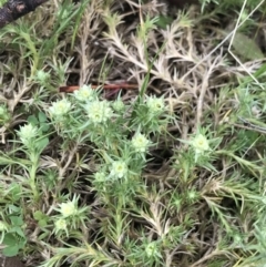 Scleranthus diander (Many-flowered Knawel) at Rendezvous Creek, ACT - 23 Oct 2021 by Tapirlord