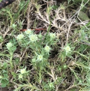 Scleranthus diander at Rendezvous Creek, ACT - 24 Oct 2021