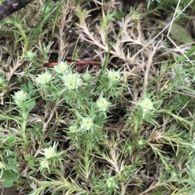 Scleranthus diander (Many-flowered Knawel) at Rendezvous Creek, ACT - 23 Oct 2021 by Tapirlord