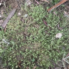 Scleranthus diander at Rendezvous Creek, ACT - 24 Oct 2021 09:33 AM