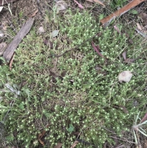 Scleranthus diander at Rendezvous Creek, ACT - 24 Oct 2021